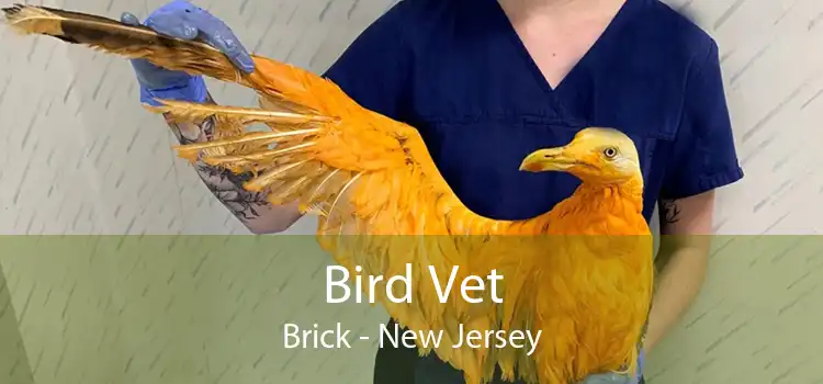 Bird Vet Brick - New Jersey