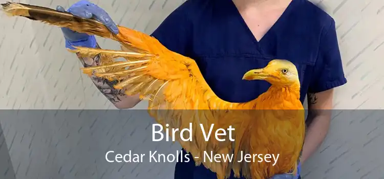Bird Vet Cedar Knolls - New Jersey