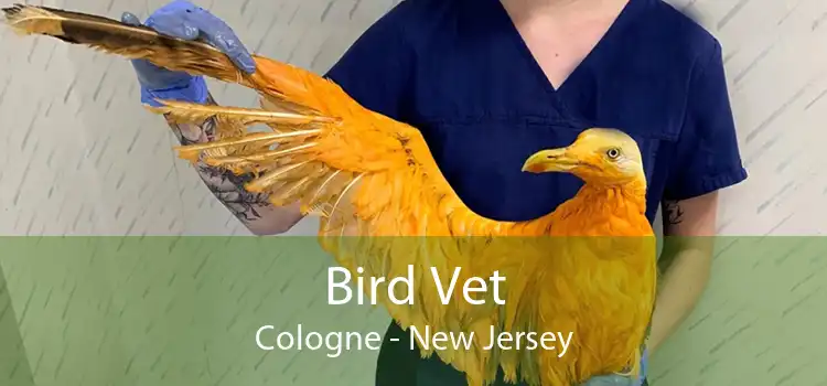 Bird Vet Cologne - New Jersey