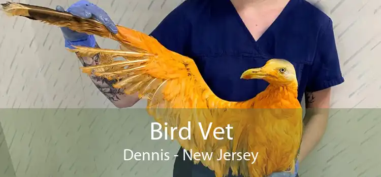 Bird Vet Dennis - New Jersey