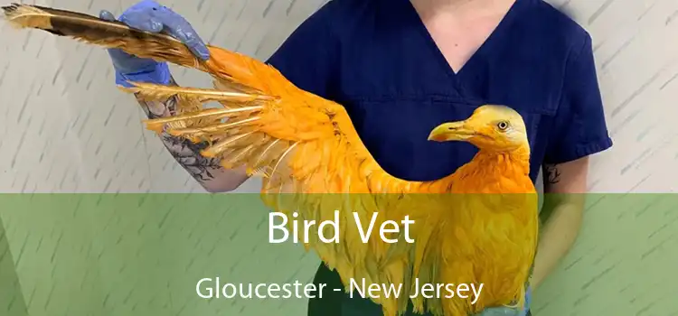 Bird Vet Gloucester - New Jersey