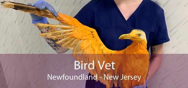 Bird Vet Newfoundland - New Jersey