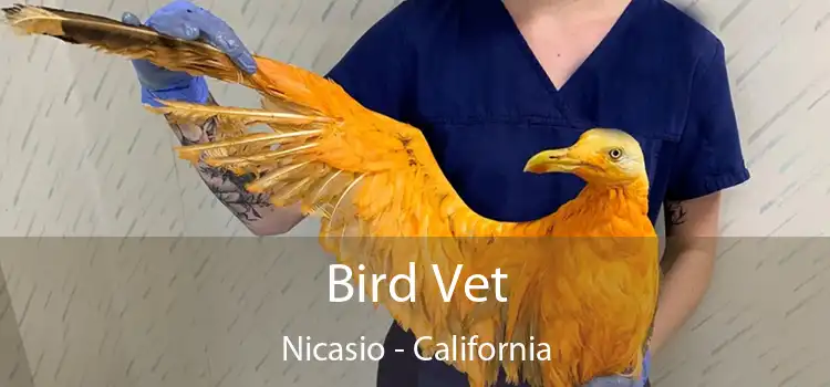 Bird Vet Nicasio - California