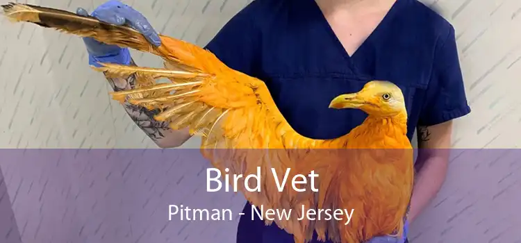 Bird Vet Pitman - New Jersey
