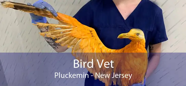 Bird Vet Pluckemin - New Jersey