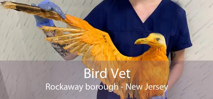 Bird Vet Rockaway borough - New Jersey