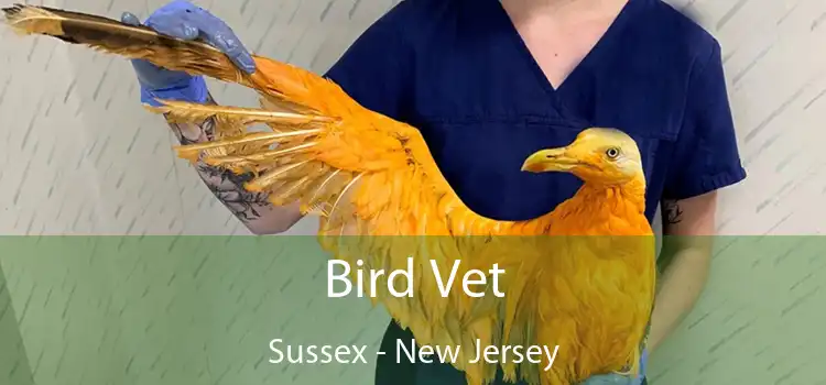 Bird Vet Sussex - New Jersey
