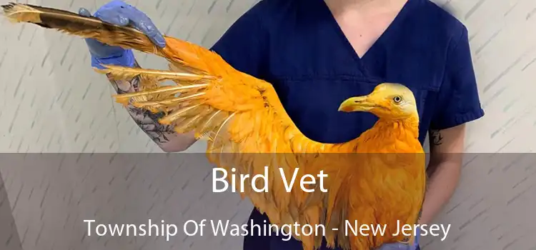 Bird Vet Township Of Washington - New Jersey