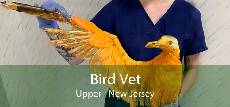 Bird Vet Upper - New Jersey
