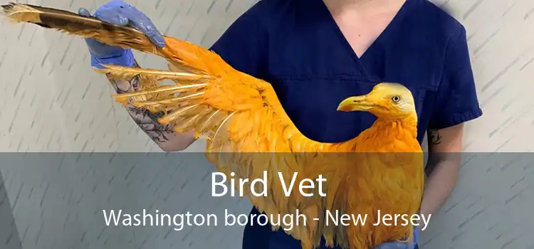 Bird Vet Washington borough - New Jersey