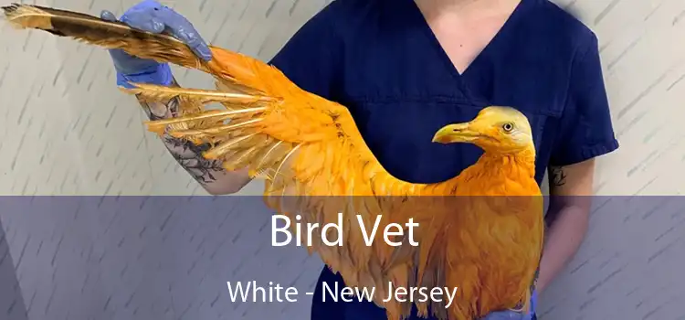 Bird Vet White - New Jersey