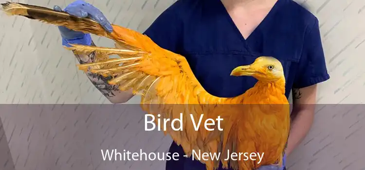 Bird Vet Whitehouse - New Jersey