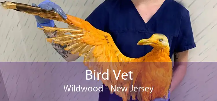 Bird Vet Wildwood - New Jersey