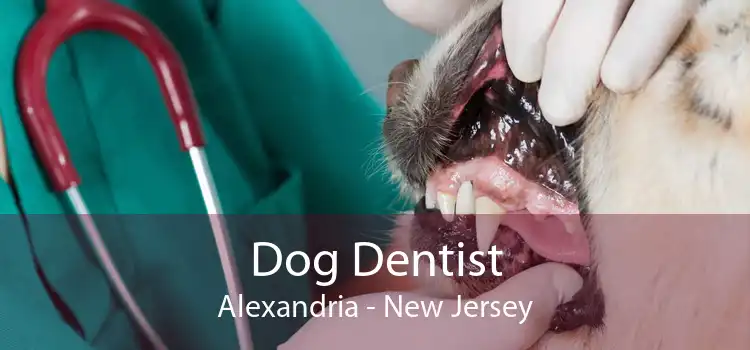 Dog Dentist Alexandria - New Jersey