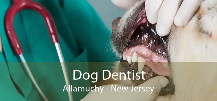 Dog Dentist Allamuchy - New Jersey