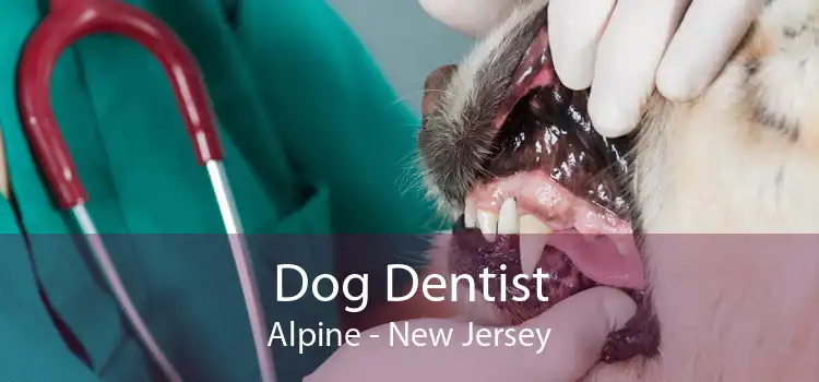 Dog Dentist Alpine - New Jersey