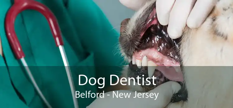 Dog Dentist Belford - New Jersey