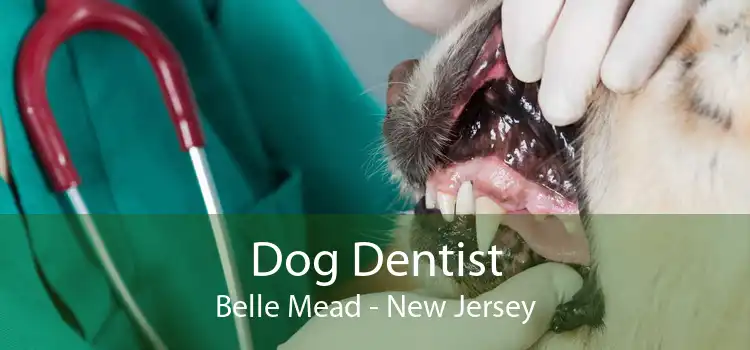 Dog Dentist Belle Mead - New Jersey