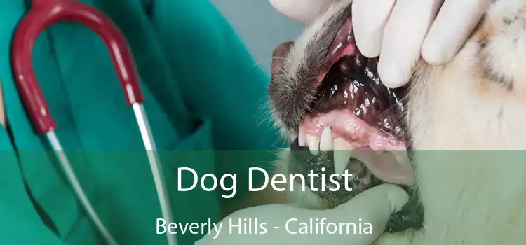 Dog Dentist Beverly Hills - California