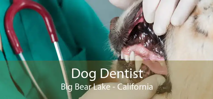 Dog Dentist Big Bear Lake - California