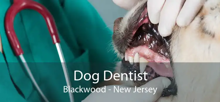 Dog Dentist Blackwood - New Jersey