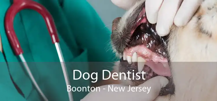 Dog Dentist Boonton - New Jersey