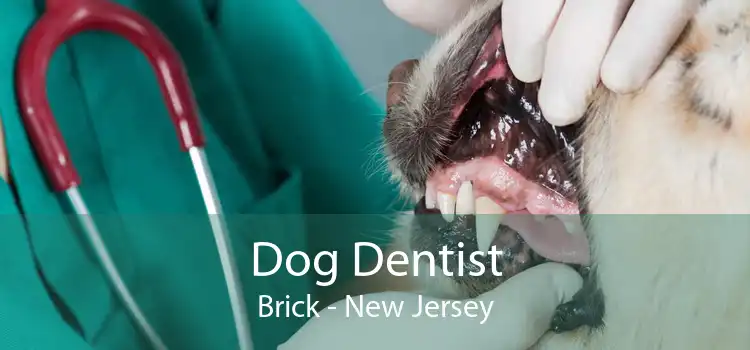 Dog Dentist Brick - New Jersey