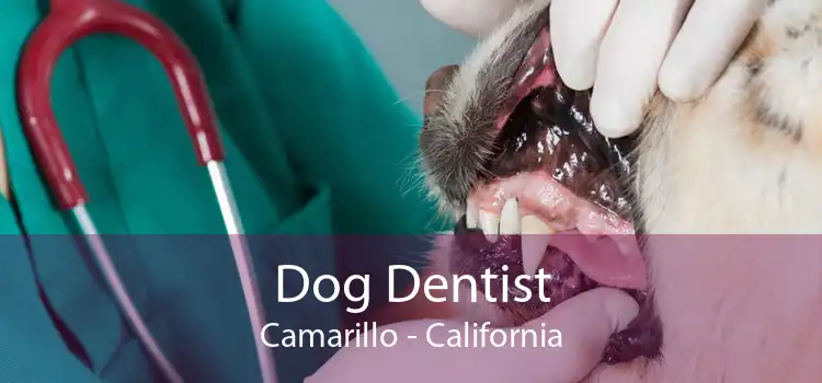 Dog Dentist Camarillo - California