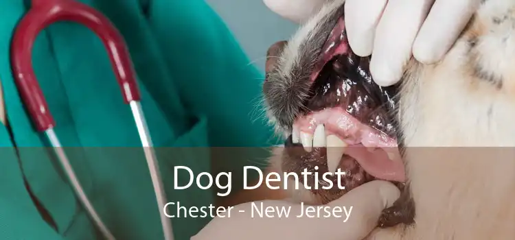 Dog Dentist Chester - New Jersey