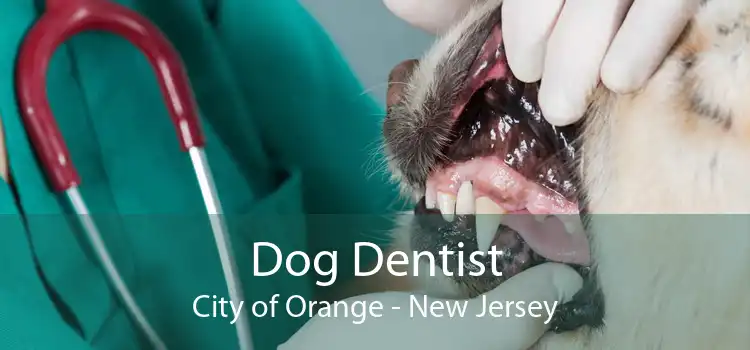 Dog Dentist City of Orange - New Jersey