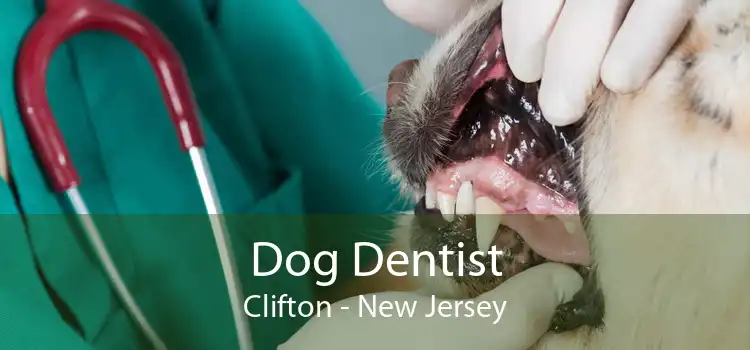 Dog Dentist Clifton - New Jersey
