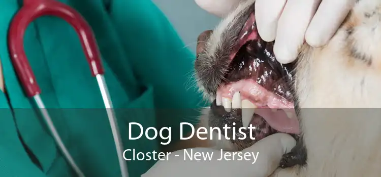 Dog Dentist Closter - New Jersey