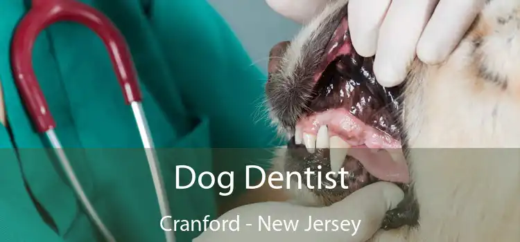 Dog Dentist Cranford - New Jersey