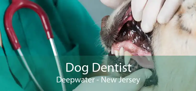 Dog Dentist Deepwater - New Jersey
