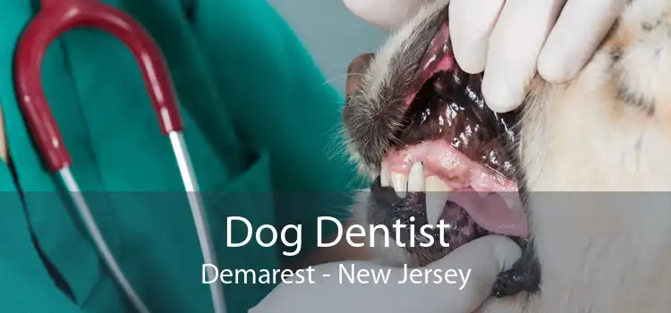 Dog Dentist Demarest - New Jersey
