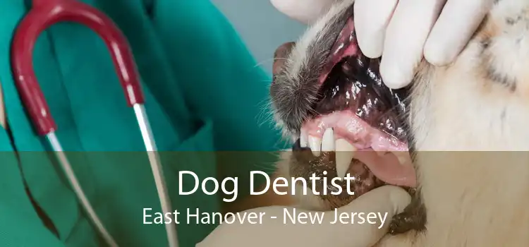 Dog Dentist East Hanover - New Jersey
