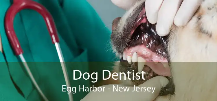 Dog Dentist Egg Harbor - New Jersey