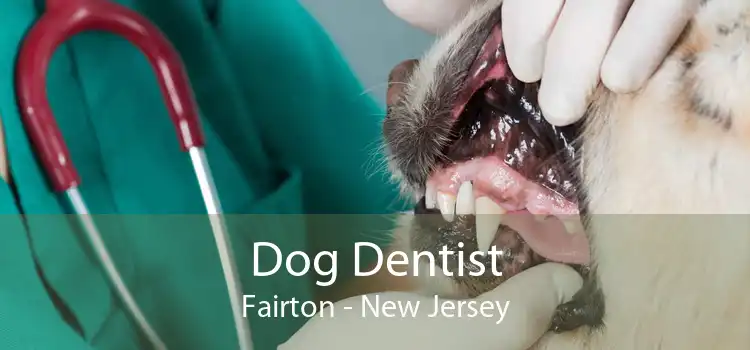 Dog Dentist Fairton - New Jersey
