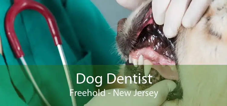 Dog Dentist Freehold - New Jersey