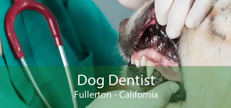 Dog Dentist Fullerton - California