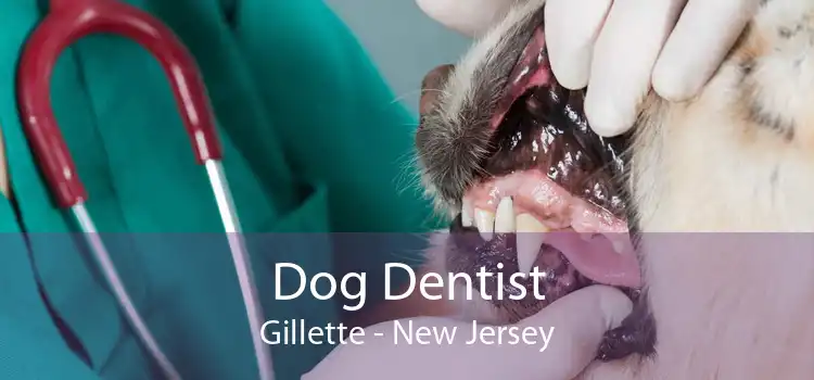 Dog Dentist Gillette - New Jersey