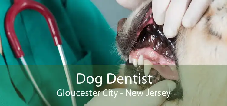 Dog Dentist Gloucester City - New Jersey