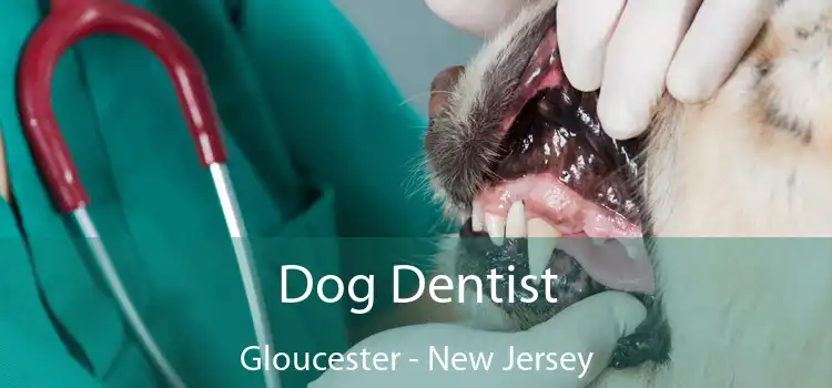 Dog Dentist Gloucester - New Jersey