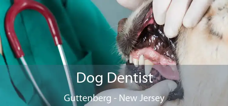 Dog Dentist Guttenberg - New Jersey