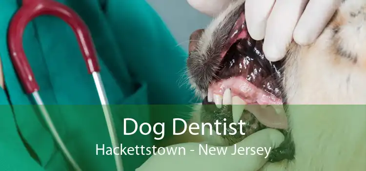 Dog Dentist Hackettstown - New Jersey