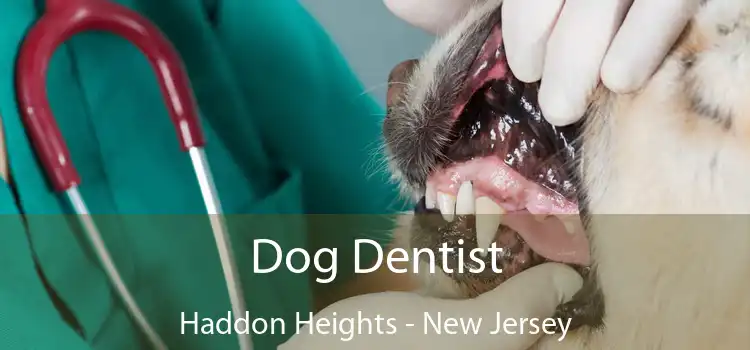 Dog Dentist Haddon Heights - New Jersey