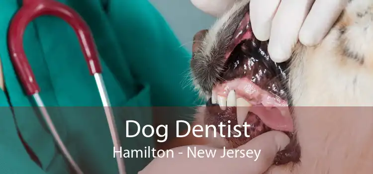 Dog Dentist Hamilton - New Jersey