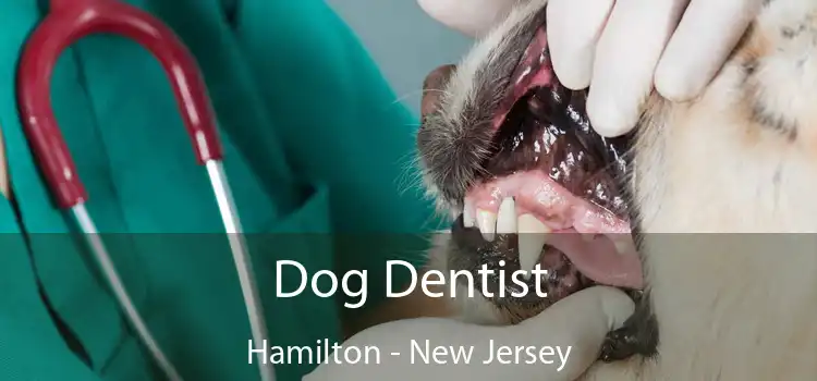 Dog Dentist Hamilton - New Jersey