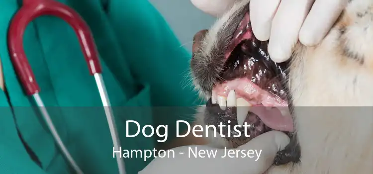 Dog Dentist Hampton - New Jersey