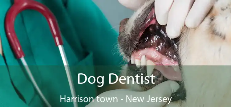 Dog Dentist Harrison town - New Jersey